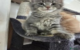Maine Coon cats for sale: Beautiful Maine coon kittens  - Image 12