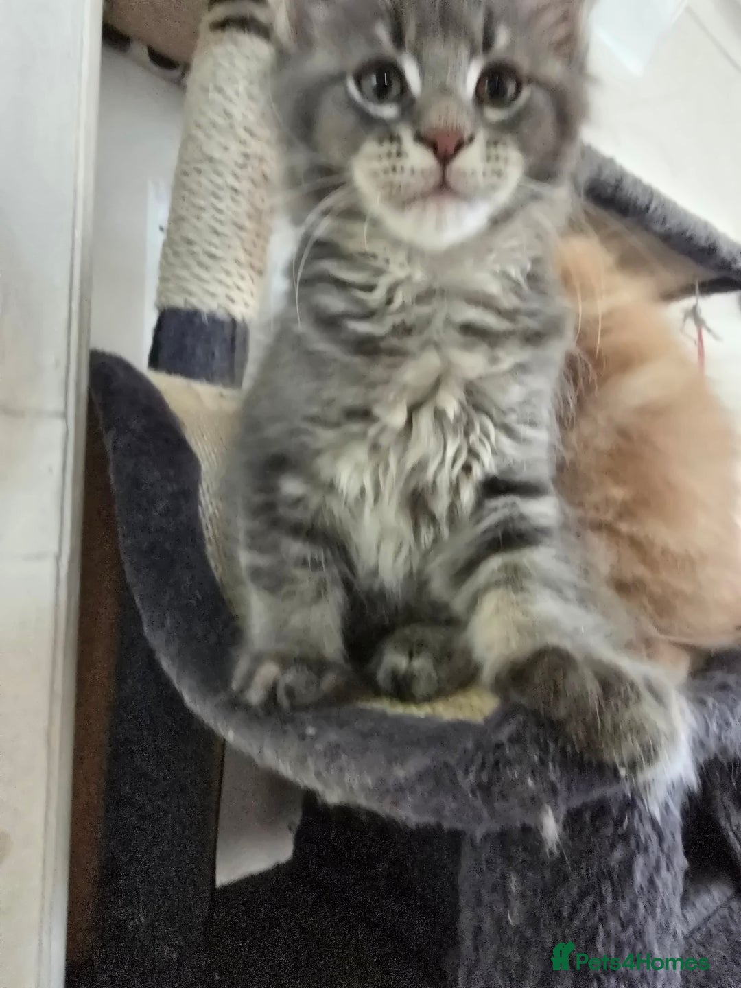 Maine Coon cats for sale: Beautiful Maine coon kittens  - Image 12