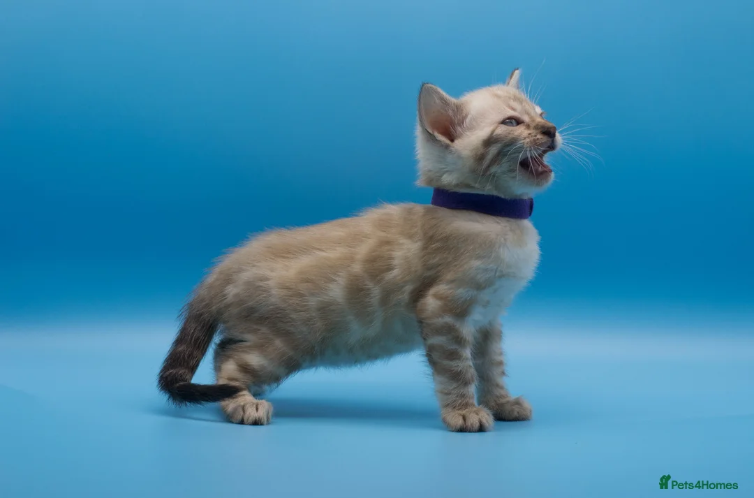 Bengal cats for sale: Snow Lynx Bengal Kittens–Available for Reservation - Advert 10