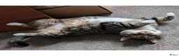 Mixed Breed cats for adoption: Friendly Fire Survivor Cats - Advert 3