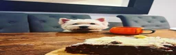 West Highland Terrier dogs for sale: West highland terrier puppies  - Advert 5