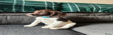 English Springer Spaniel 5