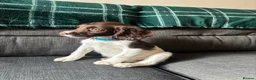 English Springer Spaniel dogs for sale: Springer spaniel puppies ready to go !!!! - Advert 3