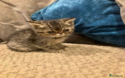 Exotic cats for sale: Pure bred exotic kittens for sale - Image 7