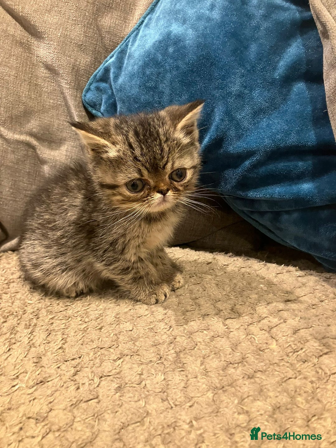 Exotic cats for sale: Pure bred exotic kittens for sale - Image 7