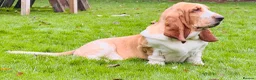 Basset Hound dogs for sale: Basset hound 13 months old - Advert 7
