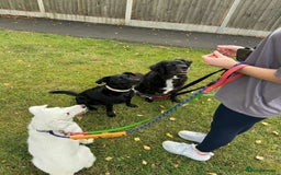 Mixed Breed dogs for adoption: Meet Cloud, currently residing in Cheshire  - Image 5