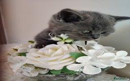 British Shorthair cats for sale: Beautiful pedigree bsh babies  - Image 6