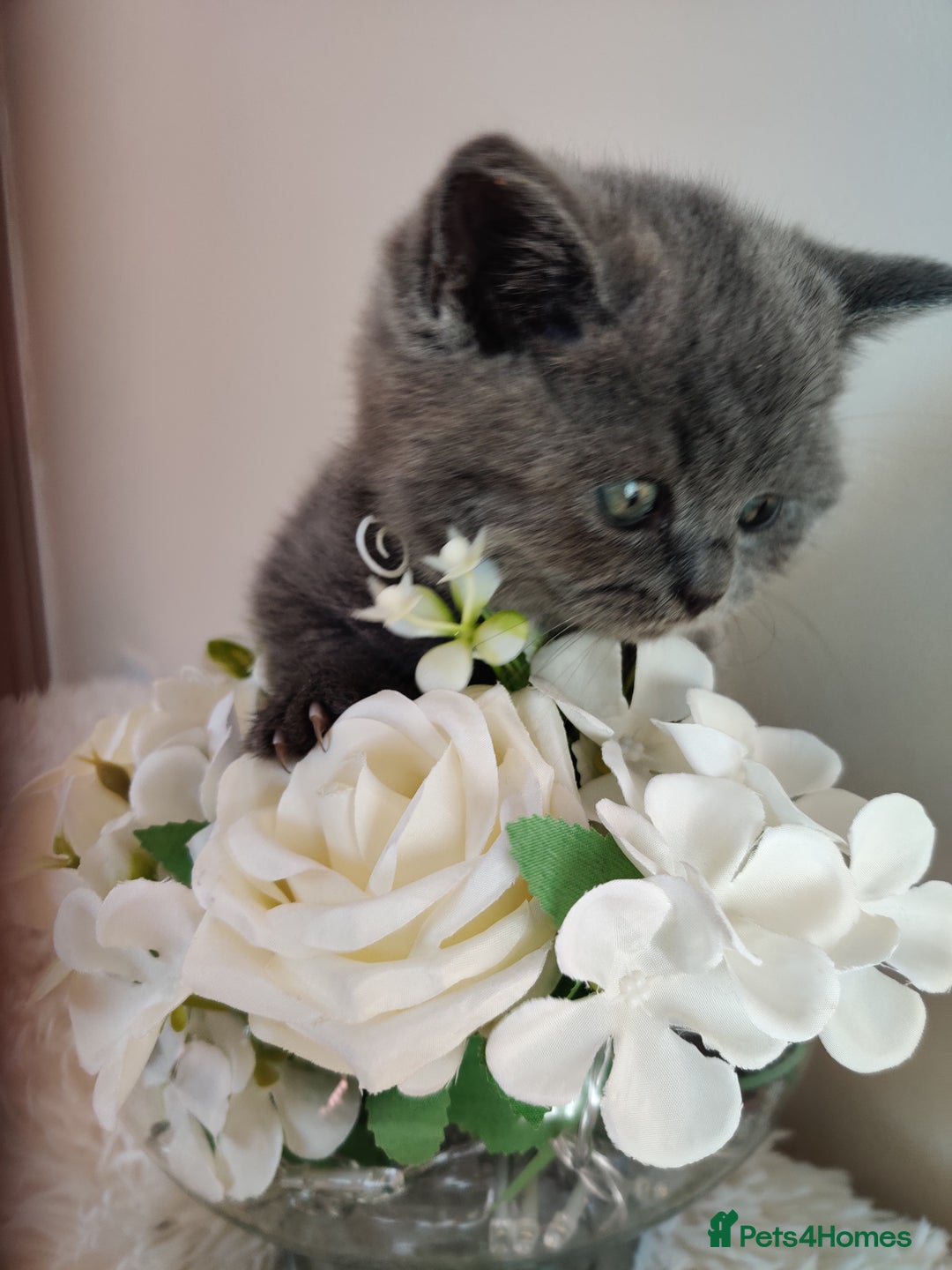 British Shorthair cats for sale: Beautiful pedigree bsh babies  - Image 6