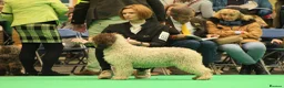 Spanish Water Dog dogs for sale: Spanish water dog  - Advert 25