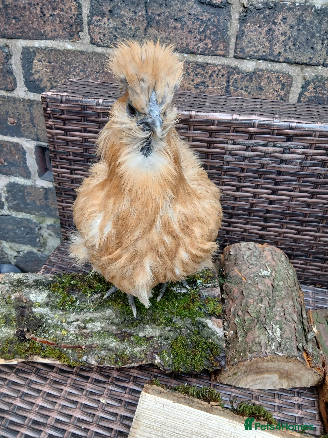 Chickens poultry for sale: Silkie bantam hen - Advert 3