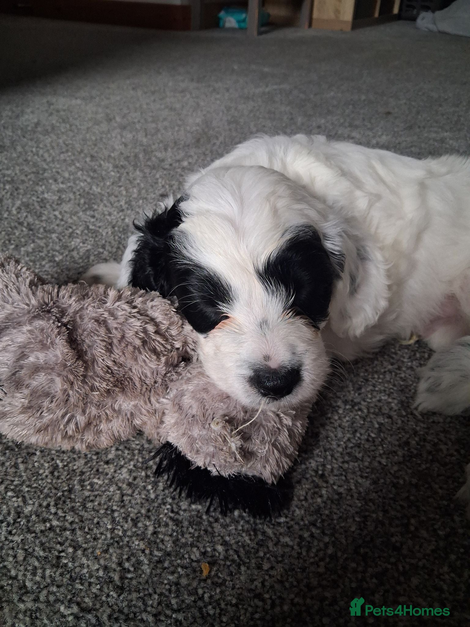 Mixed Breed dogs Cockapoo x multipoo - Advert 1