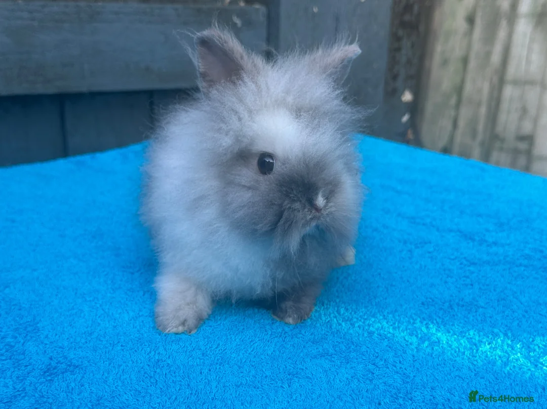 Lionhead rabbits for sale: 2 adorable double mane lionhead baby bunnies  - Advert 15