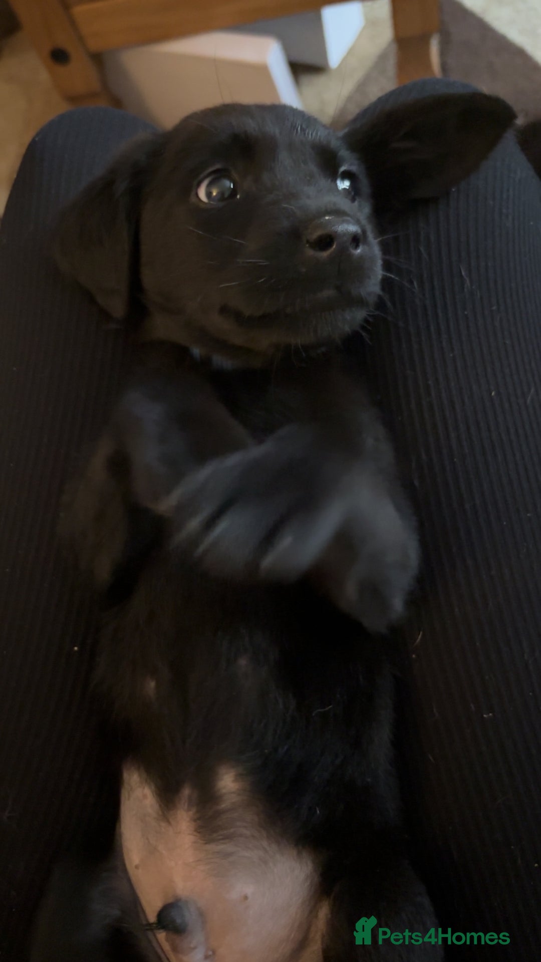 Labrador Retriever dogs for sale: Black Labrador puppies READY TO GO! - Image 8