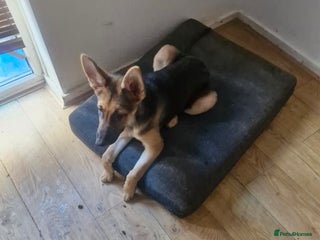 German Shepherd dogs German shepherd - Advert 1