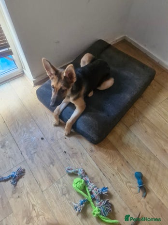 German Shepherd dogs German shepherd - Advert 1