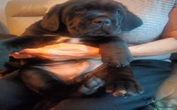 Cane Corso dogs for sale: Cane Corso puppies 14/11/25 - Image 10