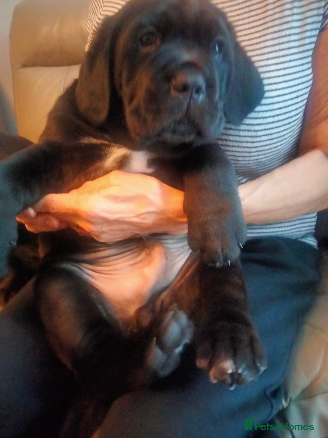 Cane Corso dogs for sale: Cane Corso puppies 14/11/25 - Image 10