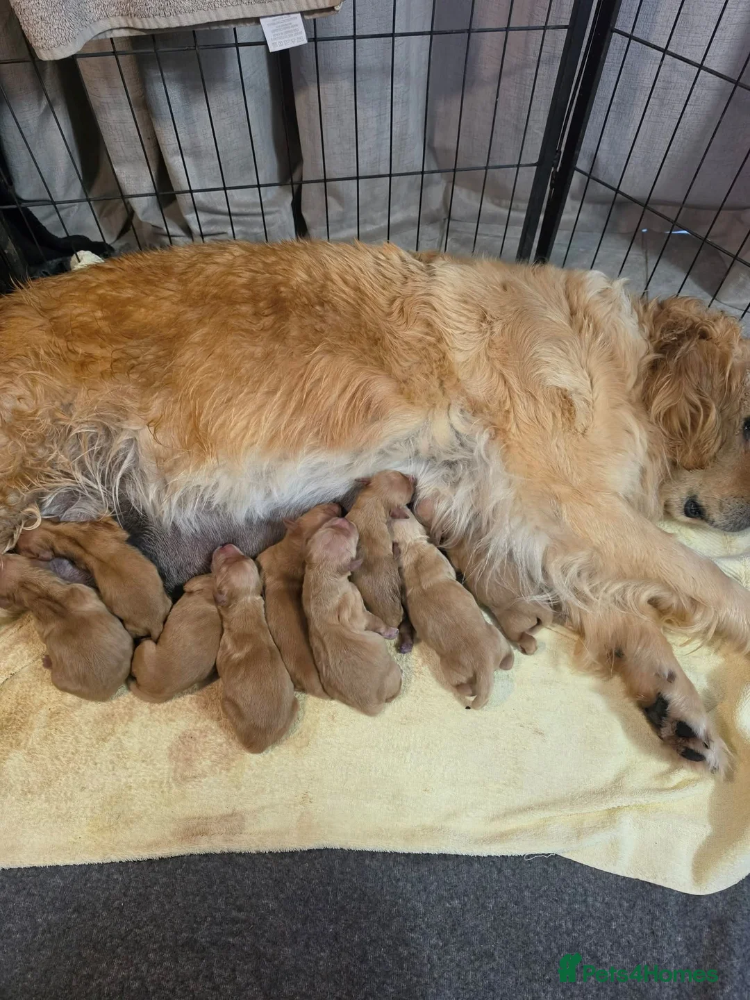 Golden Retriever dogs for sale: Lovely Golden Retriever Puppy's  - Advert 5