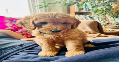 Mixed Breed dogs in Glastonbury - Advert 6