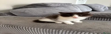 Maine Coon Kitten 2