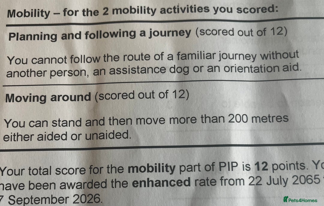 Hamster rodents for sale: Cute hamster needs forever home 🏠  - Advert 8