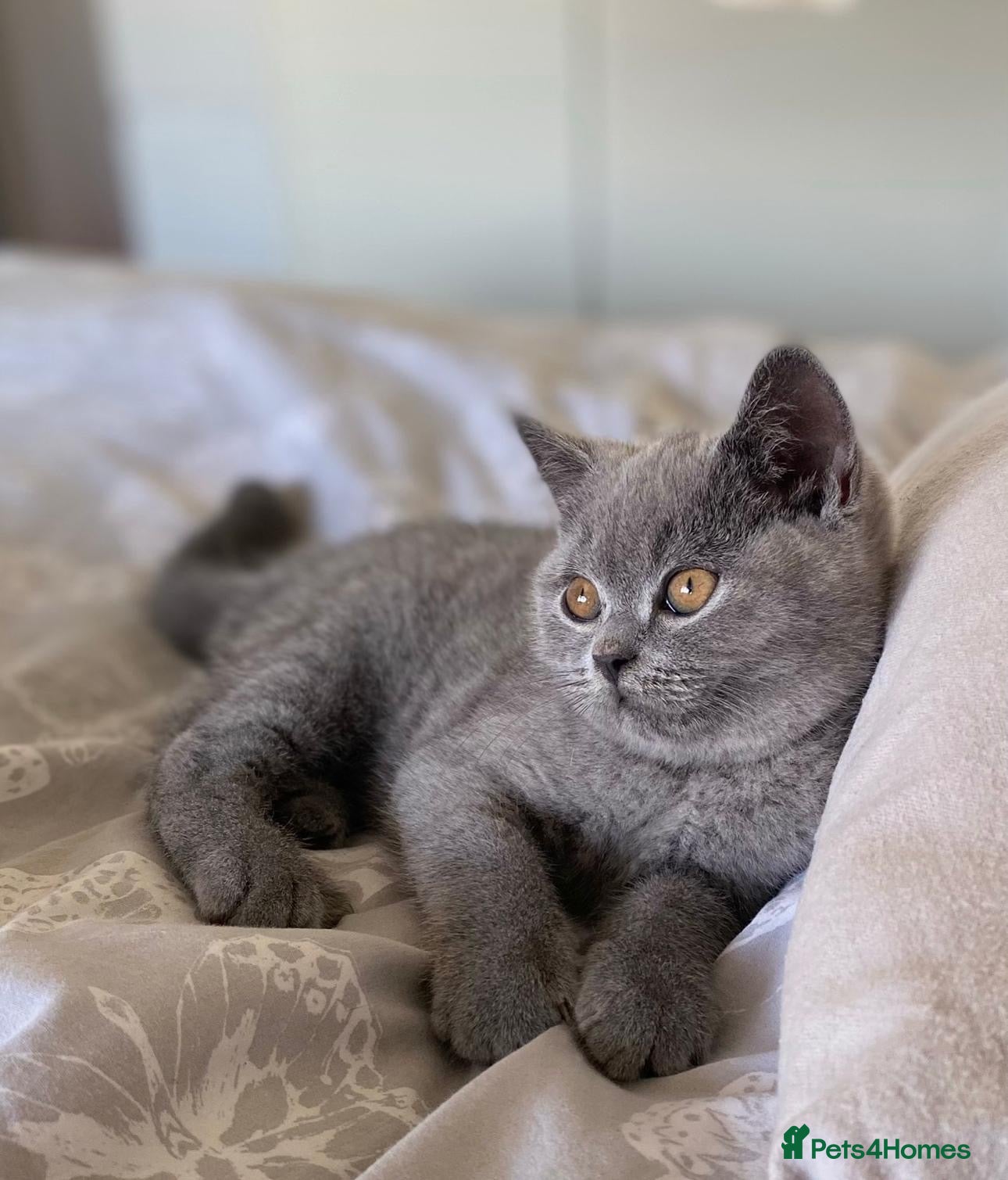 Scottish Fold cats Chunky Scottish fold kitten  - Advert 1