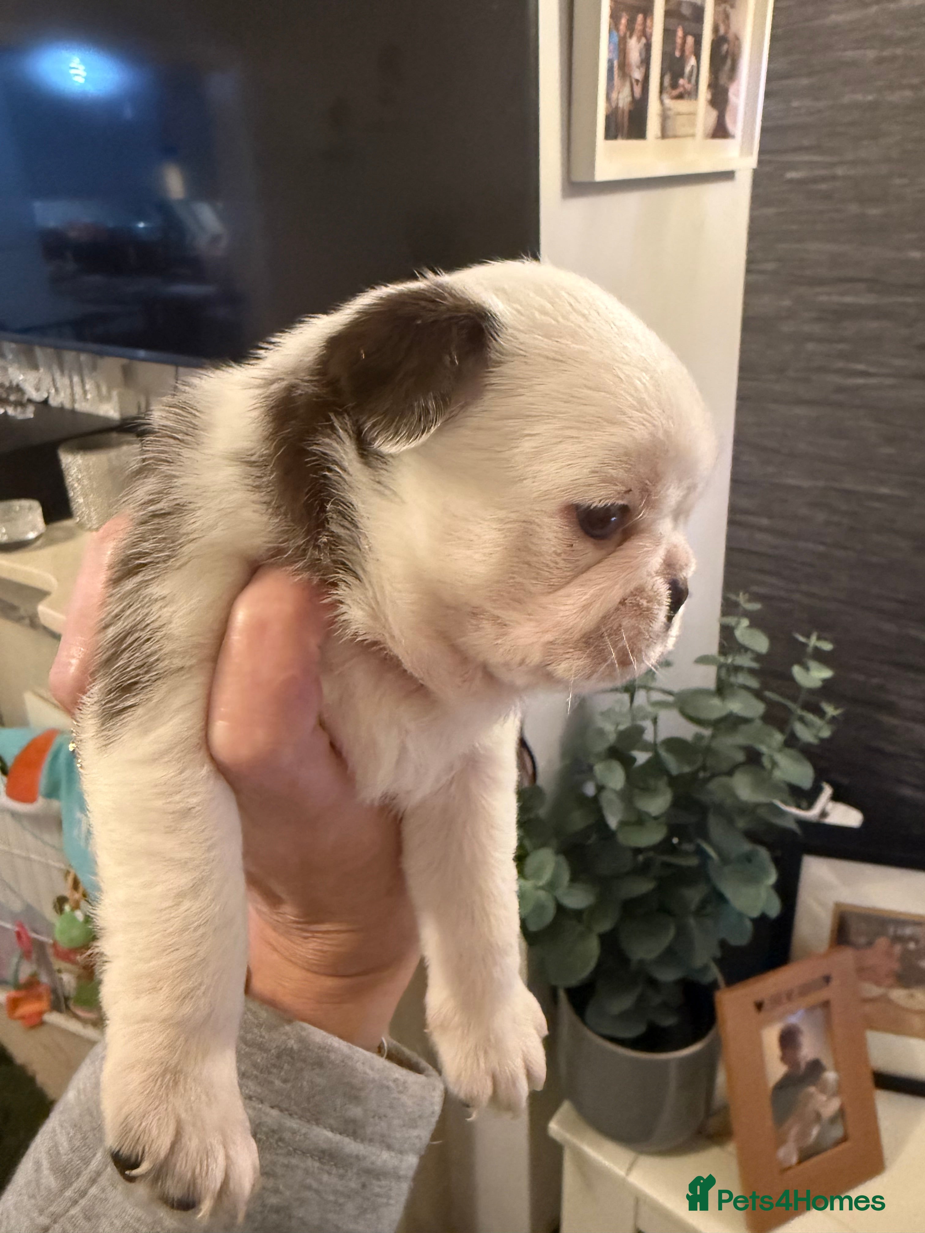 Pug dogs Kc lilac and choc pugs - 5 star licenced breeder - Advert 2