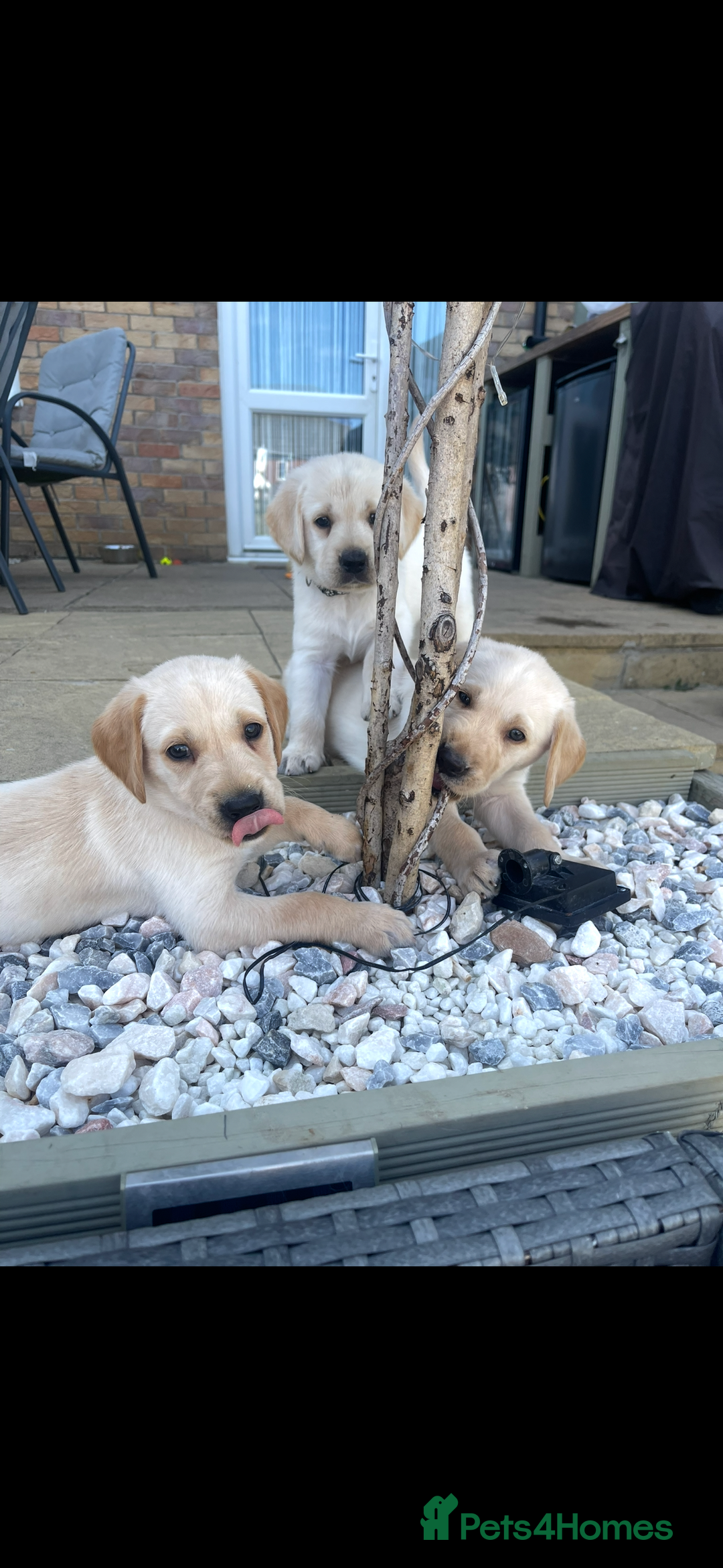 Goldador dogs for sale: Goldadors | Ready to leave 27/07/2025 in Milton Keynes - Image 22