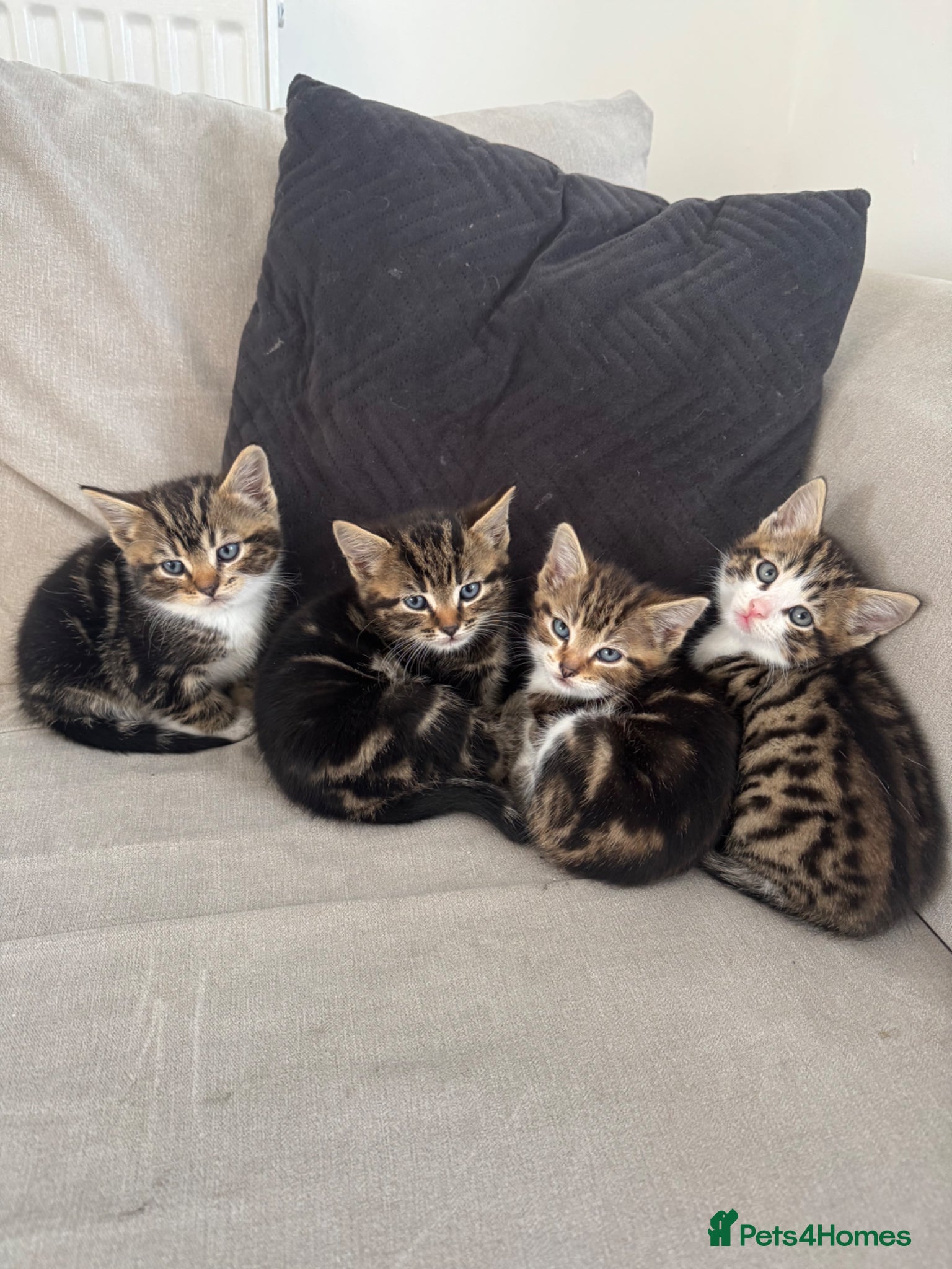 Mixed Breed cats 3x male kittens for sale - Advert 1
