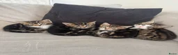 Mixed Breed cats for sale: 3x male kittens for sale in Liverpool - Advert 1