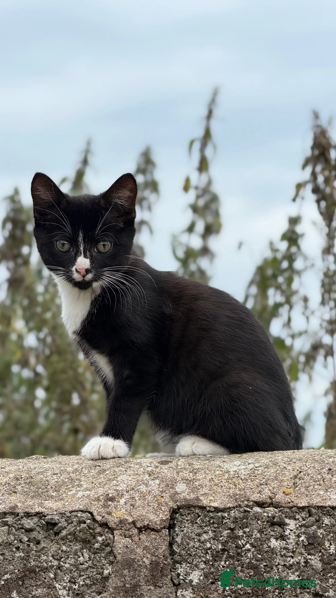 Mixed Breed cats for sale: Beautiful kittens ready for new homes - Advert 5