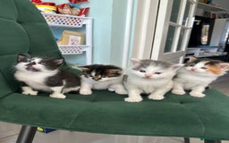 British Longhair cats for sale: Fluffy little angels  - Image 1