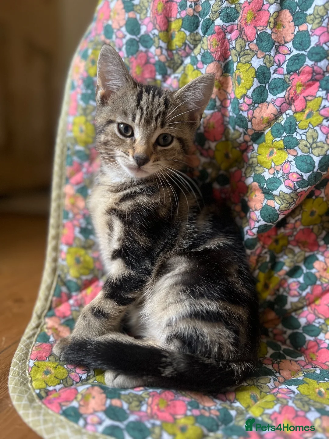 Domestic Shorthair cats for sale: Gorgeous litter - 2 ginger boys and 1 tabby girl  - Advert 2