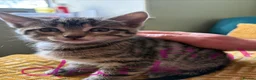 Mixed Breed cats for sale: Beautiful kittens in Strathdon - Advert 4
