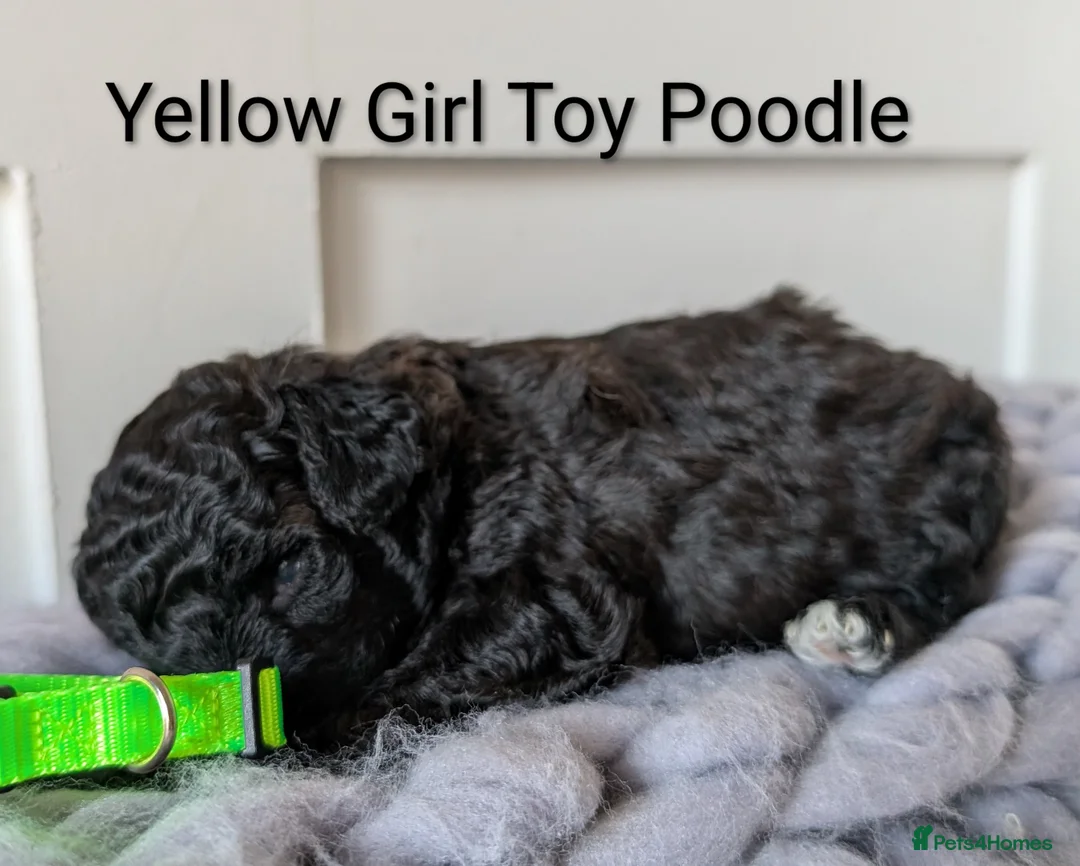 Toy Poodle dogs for sale: Stunning KC Reg Toy Poodle Puppies  - Advert 7