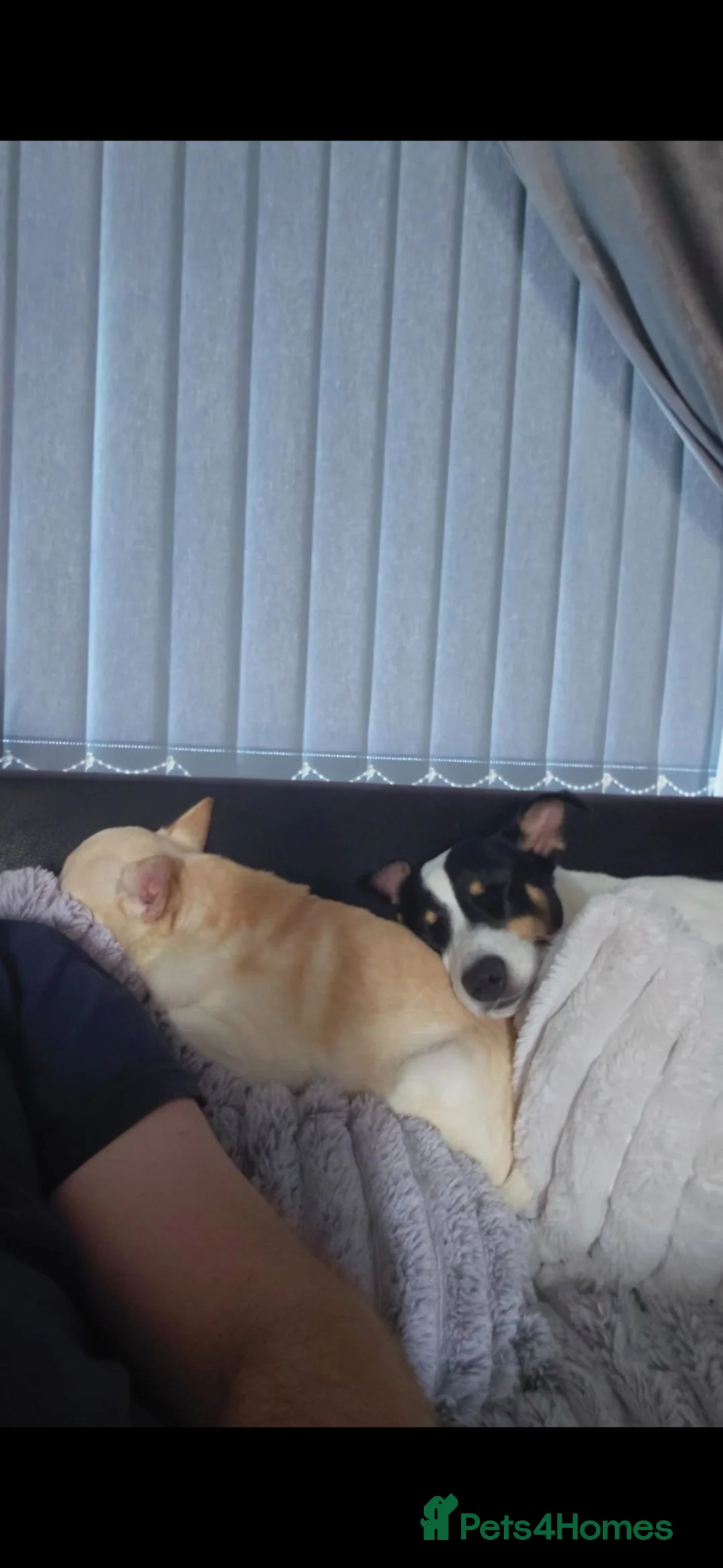 Jack Russell dogs for stud: Stunning jack russell available for stud - Advert 6