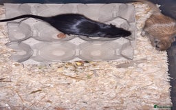 Gerbil rodents for sale: Super friendly gerbils from hobby breeder  - Image 8