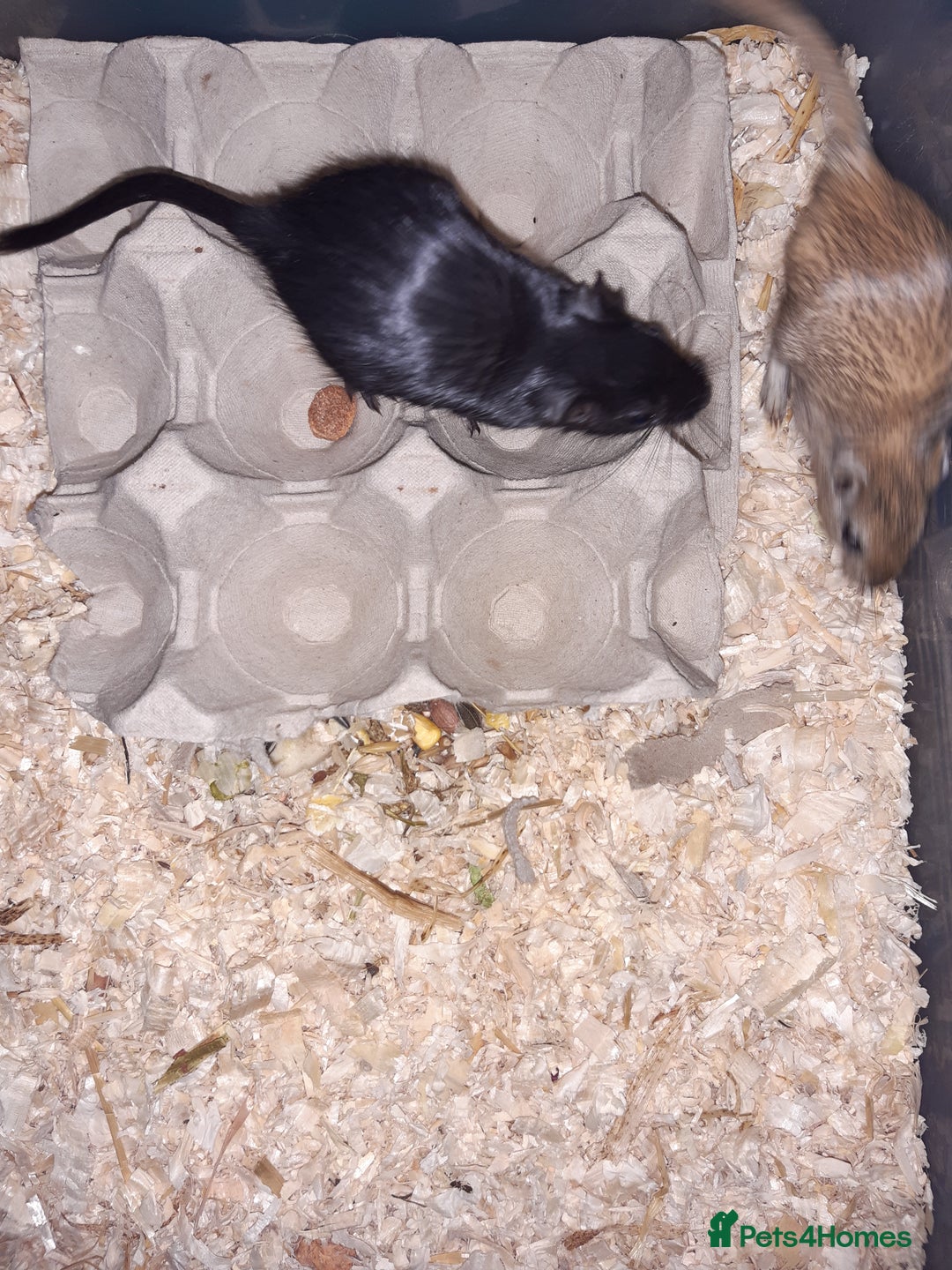 Gerbil rodents for sale: Super friendly gerbils from hobby breeder  - Image 8
