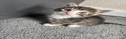 Mixed Breed cats for sale: Male tabby kitten - Advert 5