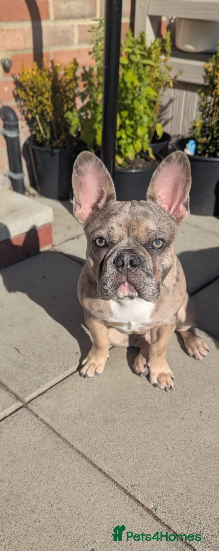 French Bulldog dogs Gorgeous Frenchie SULLY - Advert 5