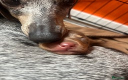 Miniature Dachshund dogs for sale: Beautiful chocolate and tan female  - Image 2