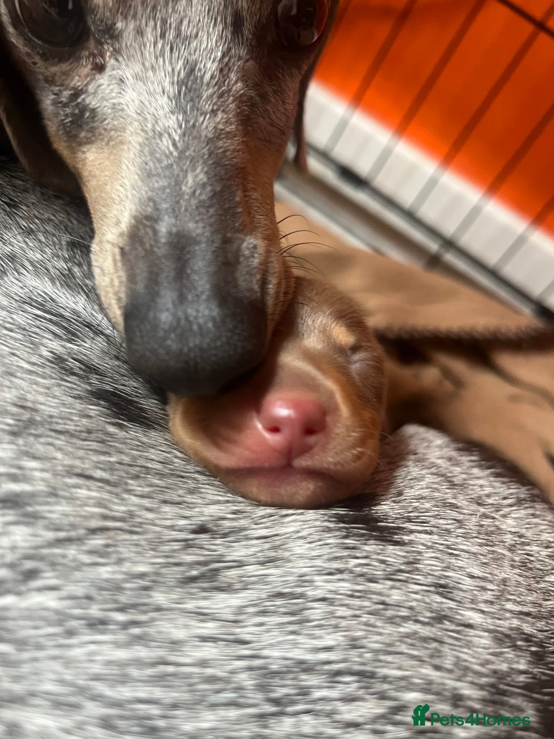 Miniature Dachshund dogs for sale: Beautiful chocolate and tan female  - Image 2