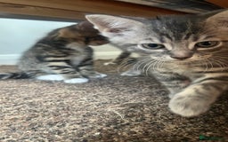 British Shorthair cats for sale: Five Cute boys for sale - Image 9