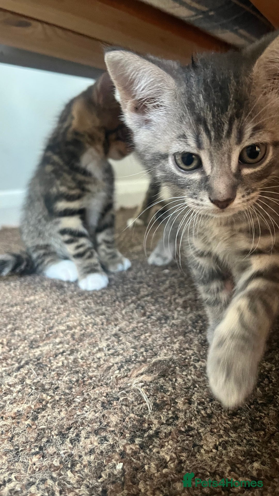 British Shorthair cats for sale: Five Cute boys for sale - Image 9