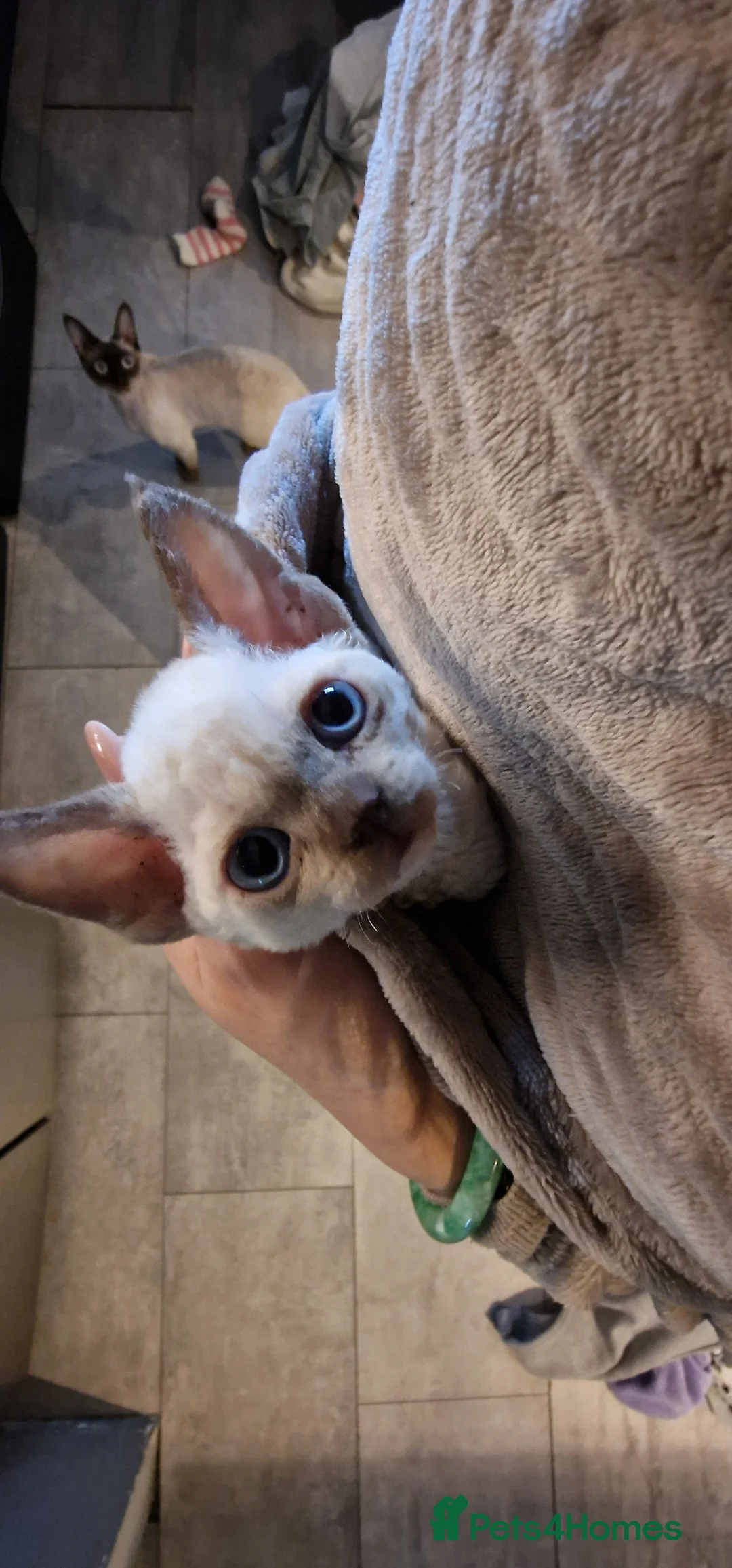 Devon Rex cats for sale: 💖 Pedigree Devon Rex Kitten 💖 - Advert 8