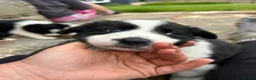 Border Collie dogs for sale: ⭐️ 2 Beautiful Female Border Collie Pups Left ⭐️ - Advert 4