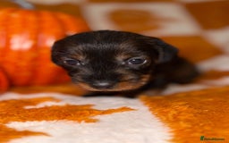Dachshund dogs for sale: 🩷💙Stunning KC Wire haired Dachshunds🩷💙 - Image 11