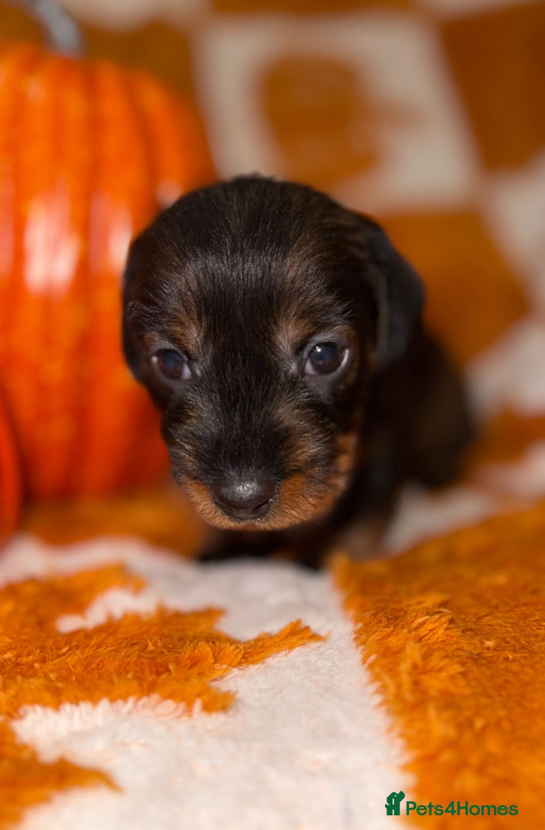 Dachshund dogs for sale: 🩷💙Stunning KC Wire haired Dachshunds🩷💙 - Image 11