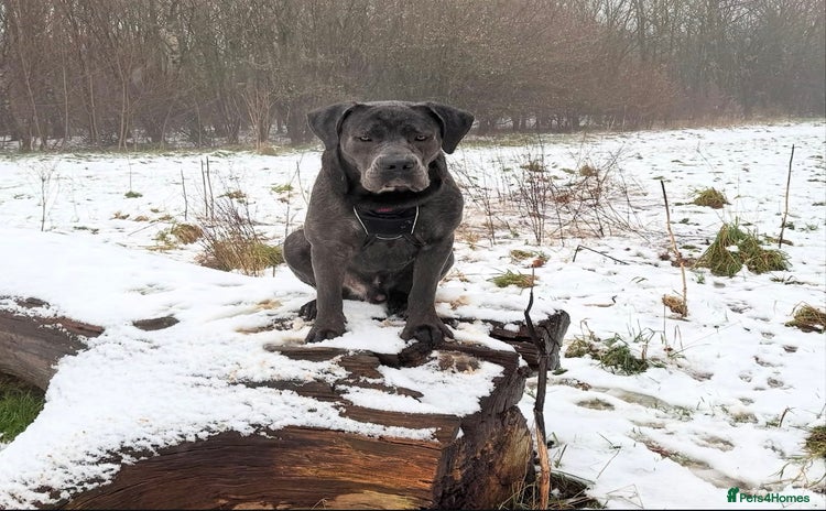 Cane Corso dogs - Advert 1